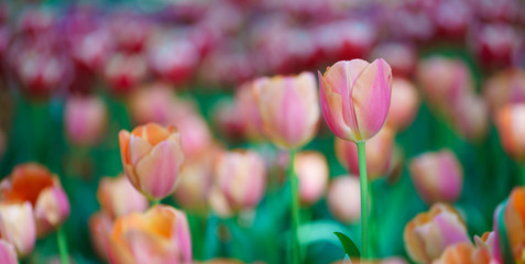 Flowers in Botanic garden