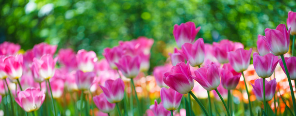Flowers in Botanic garden