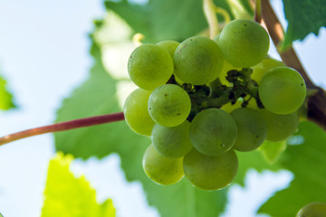 A bunch of ripe green grapes on a branch. Natural product of vegetarians.