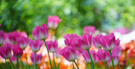 Flowers in Botanic garden