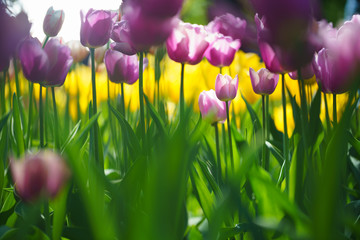 Flowers in Botanic garden