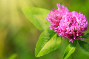 Pink clover flowers in the sunny summer day.
