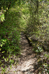 金勝アルプス登山道