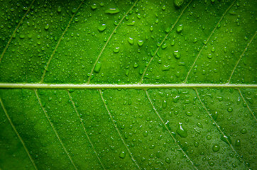 Fototapeta na wymiar Green leaves texture and drop of water, Wallpaper by detail of green leaf.