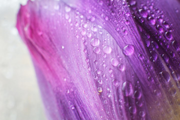 flower petal with water droplets macro. tulip