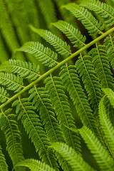 Detail of the fern leaves