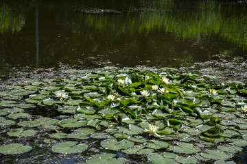 Water lily in the pond.