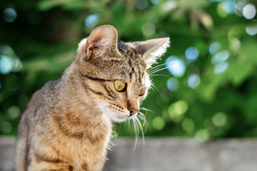 cat spting portrait  © Kate