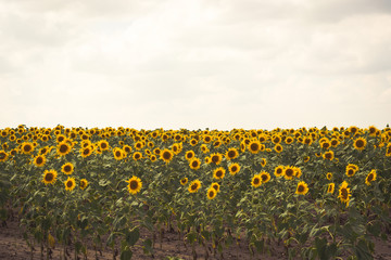 Defocused  big blue sky and a field of sunflowers. Vintage toning.