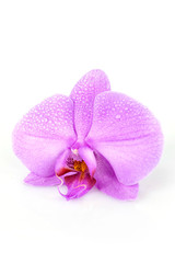Fototapeta na wymiar macro su orchidea