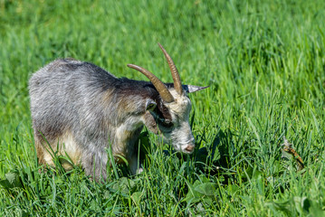 domestic goat grazing in the meadow.