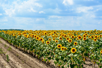 Fototapeta na wymiar defocused beautiful yellow sunflower field