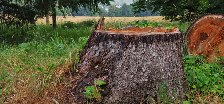 B&ucirc;cheronnage, abattage d'arbre malade