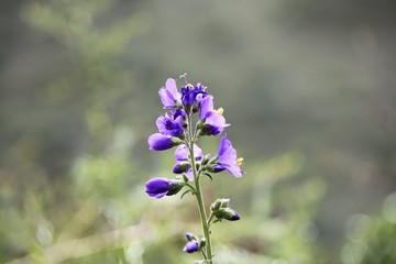 Dracocephalum bipinnatum flower