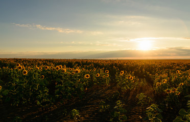 Defocused beautiful yellow sunset over sunflower field. Landscape, wide view.