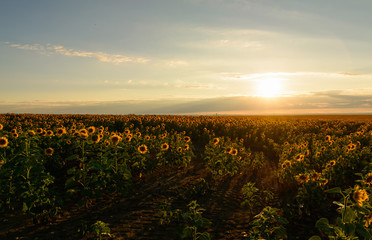 Defocused beautiful yellow sunset over sunflower field. Landscape, wide view.