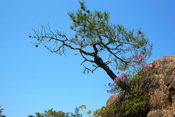 金勝アルプスからの風景