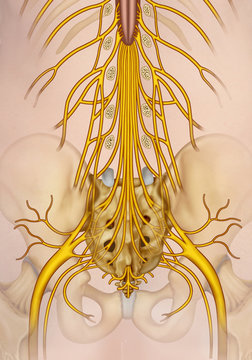 Lumbar and sacral nerve branch illustration. The spinal nerves are named according to the point of emergence of the spinal cord.