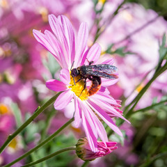 Pink Purple Daisy