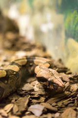 Boa constrictor snake jiboia in close up.