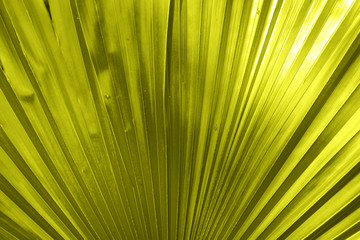 Obraz premium green leave close up