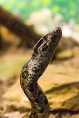 Boa constrictor snake jiboia in close up.