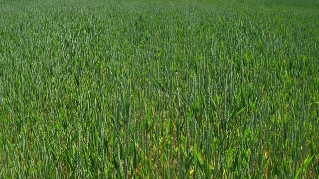 Green Wheat Fields Wave To The Wind.
