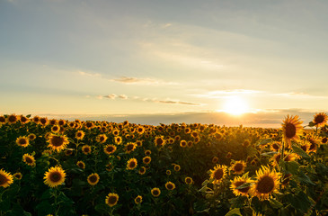 Obraz premium De-focused beautiful yellow sunset over sunflower field. Landscape, wide view.