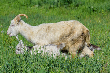 Naklejka na ściany i meble goat and small goat in a meadow.