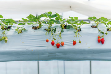 Naklejka na ściany i meble strawberry in greenhouse indoor farm, Japan travel