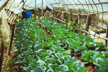 Farmers grow cabbage vegetables in the garden.