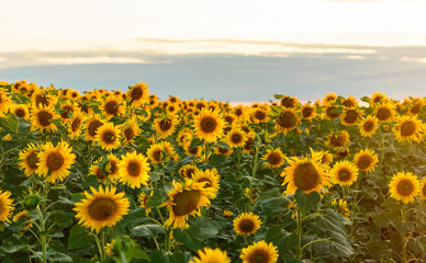 Obraz premium Summer landscape: beauty sunset over sunflowers field