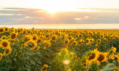 Summer landscape: beauty sunset over sunflowers field. solar flare.