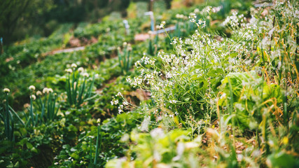 Fototapeta premium vegetable garden of gardener. On the mountain of hilltribes. CHINESE RADISH flower.