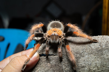 Mexican Fireleg tarantula(Brachypelma Boehmei) on cork bark. Selective Focus.