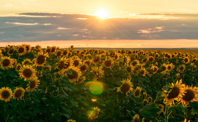 Summer landscape: beauty sunset over sunflowers field. solar flare.
