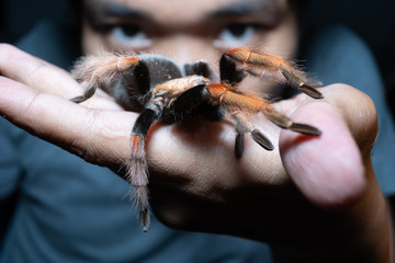 Mexican Fireleg tarantula(Brachypelma Boehmei) with blurred human face. Selective Focus.