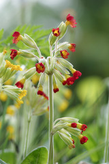 cowslip