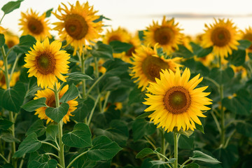 beautiful sunflowers at field
