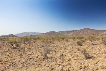 Landscape of iona national park, angola. Africa