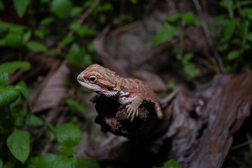 Pogona or also known as bearded dragon stays on cork woods with green nature background at night.
