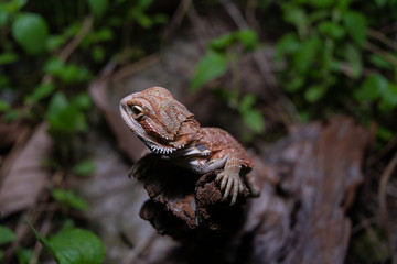 Pogona or also known as bearded dragon stays on cork woods with green nature background at night.