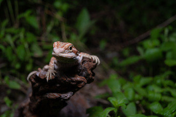Pogona or also known as bearded dragon stays on cork woods with green nature background at night.