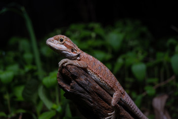 Pogona or also known as bearded dragon stays on cork woods with green nature background at night.