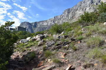 Wonderful nature on the plate clip hiking path on the Table Mountain in Cape Town, South Africa