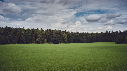 Fototapeta premium Rural landscape. meadow under spruce forest against a blue cloudy summer sky