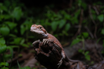 Pogona or also known as bearded dragon stays on cork woods with green nature background at night.
