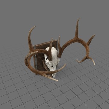 Mounted deer antlers
