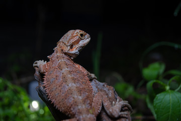 Pogona or also known as bearded dragon stays on cork woods with green nature background at night.