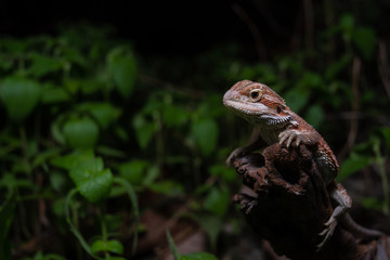 Pogona or also known as bearded dragon stays on cork woods with green nature background at night.